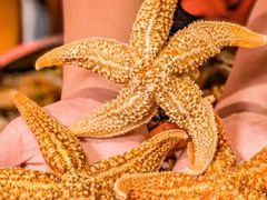 -霸王虾·麻辣小龙虾(清水河公园店)