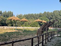 -北京野生动物园