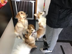 -汪说·狗咖(旺城大厦店)