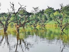 -鹤之洲湿地公园