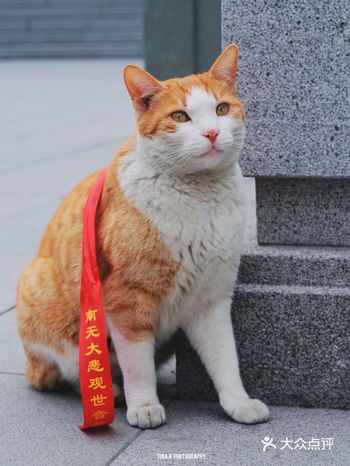 【古刹橘猫那真是极美的 玉佛寺网红猫-释大橘】