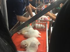 -中环花鸟鱼虫市场