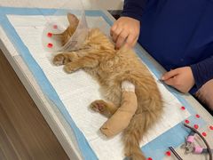-萌兽医馆·犬猫专科·眼科中心·宠物医院(朝阳门分院)