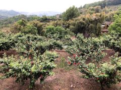 -樱桃山旅游景区