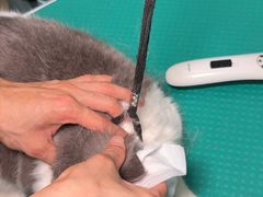 -集宠猫柠宠物生活馆