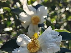 -塔川景区