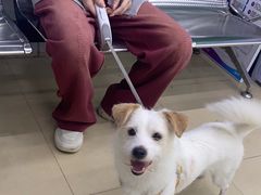 -瑞派动物医院·猫专科·至诚(江南中分院)