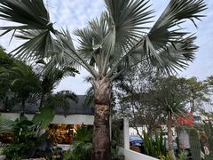 -自由生长植物工作室(深港花卉中心店)