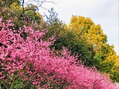 -杭州半山国家森林公园