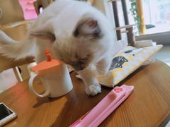 -藏猫猫咖啡主题馆(中央大道店)