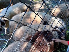 -长白岛森林公园