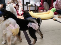 -逗柴咖啡屋·狗咖猫咖宠物桌游