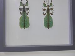 -上海昆虫博物馆