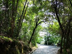 -羚羊峡古栈道森林公园