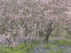 -高东镇樱花园
