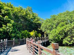 -大湾区中央湿地公园