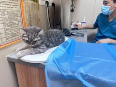 -创凡宠物医院·骨专科  猫科中心(西乡分院)