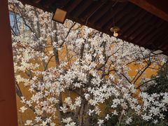 -龙华寺