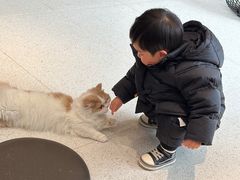 -飞行喵MR PILOT|猫舍·猫咖(静安大融城店)