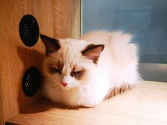 -BABIT巴比特宠物(MOMOPARK店)