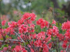 -雨花胜境