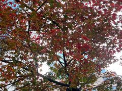 -神仙雪浓汤(明洞店)