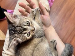 -楼上猫咖(罗湖店)