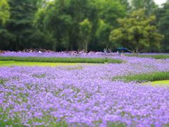 -上海滨江森林公园