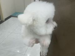 -安安宠医宠物医院·异宠·犬猫内科(岳阳分院)