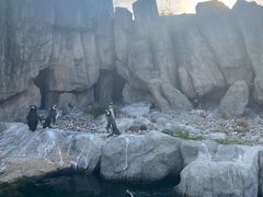 -上海野生动物园