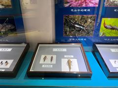 -上海昆虫博物馆