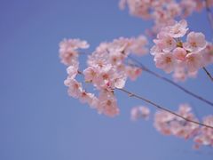 -上海辰山植物园