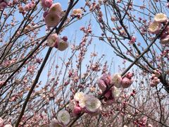 -苏州上方山国家森林公园