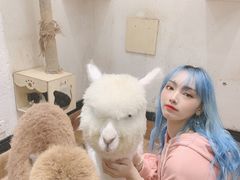 -猫色咖啡·猫咖