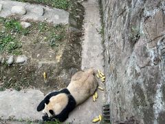 -都江堰中华大熊猫苑
