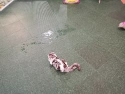 -七巧国萌宠乐园(龙湖天街店)