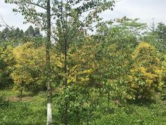 -白鹭湾湿地公园