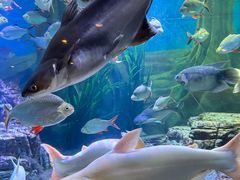 -上海海洋水族馆