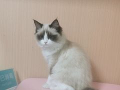 -谐和贝康宠物医院24小时·宠保定点(急重症转诊中心)