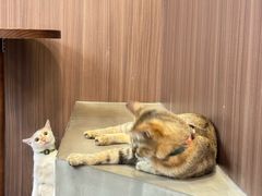 -Again Coffee Roaster(香蜜湖店)