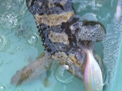 -小猫钓鱼海钓俱乐部(椰梦长廊店)