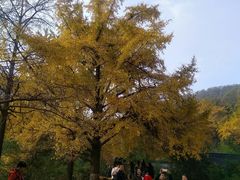 -千年银杏谷文化旅游区