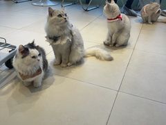 -怪兽屋·羊驼·猫咖·狗咖(俊华广场店)