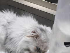 -飞行喵MR PILOT|猫舍·猫咖(静安大融城店)