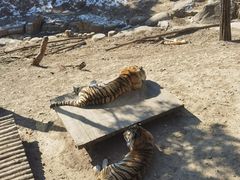 -大连森林动物园