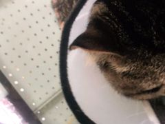 -顺强宠物诊所·狂犬免疫·夜诊·骨科(嘉定店)