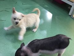 -藦茜花园宠物主题亲子互动体验馆(国顺东路店)