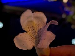 -红星桥(地铁站)