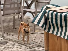 -小陆莲花蟹园农家乐(莲花岛店)