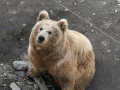 -新疆天山野生动物园